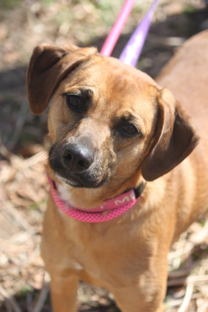 Enlarge Harper, a ADOPTABLE Mixed Breed in Sunderland, MD image 1/6