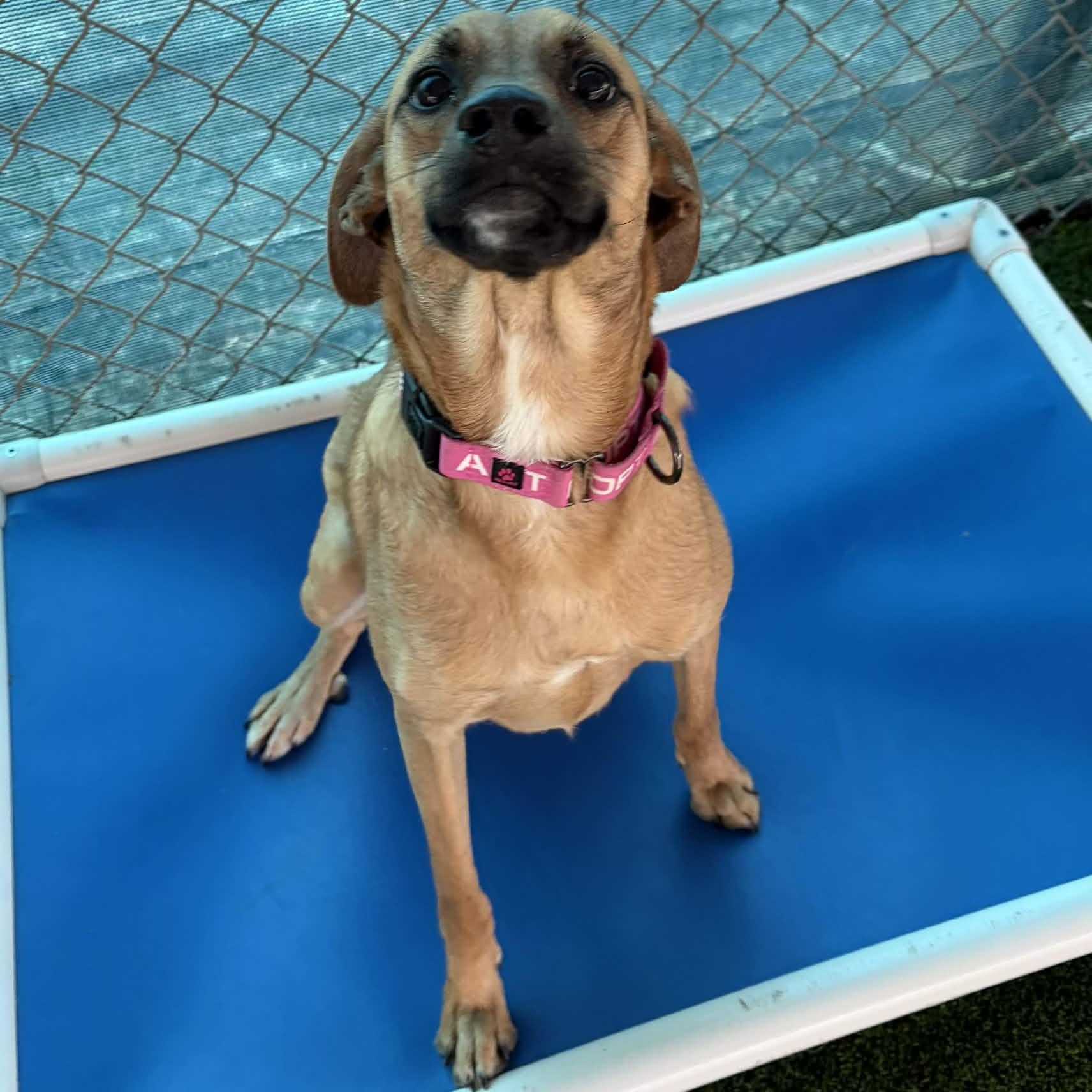 Enlarge Harper, a ADOPTABLE Mixed Breed in Sunderland, MD image 5/5