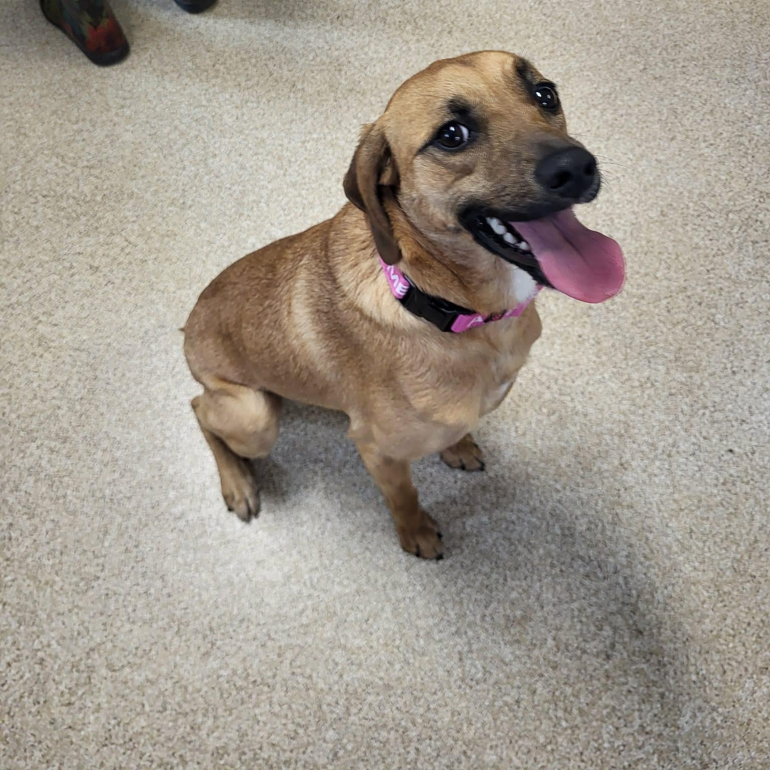 Enlarge Harper, a ADOPTABLE Mixed Breed in Sunderland, MD image 2/5