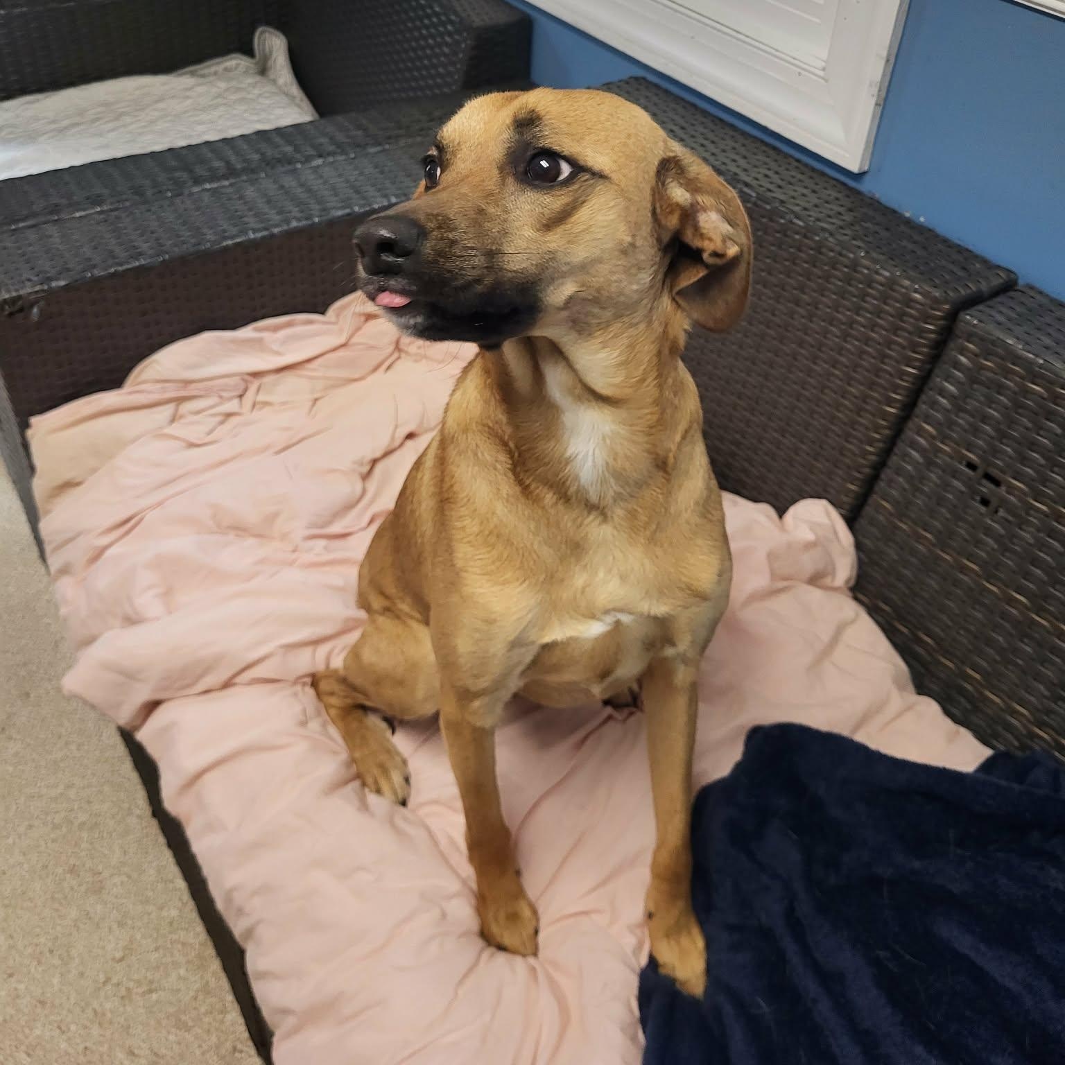 Enlarge Harper, a ADOPTABLE Mixed Breed in Sunderland, MD image 1/5