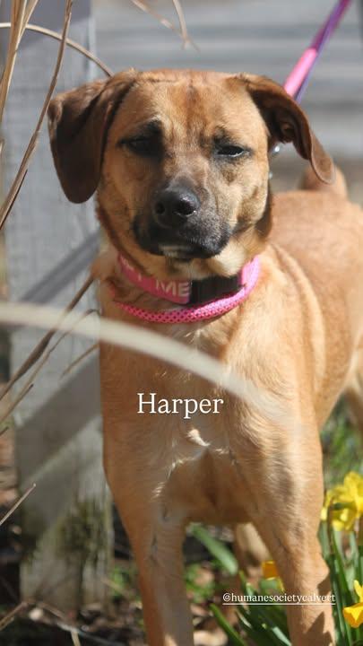 Enlarge Harper, a ADOPTABLE Mixed Breed in Sunderland, MD image 2/6