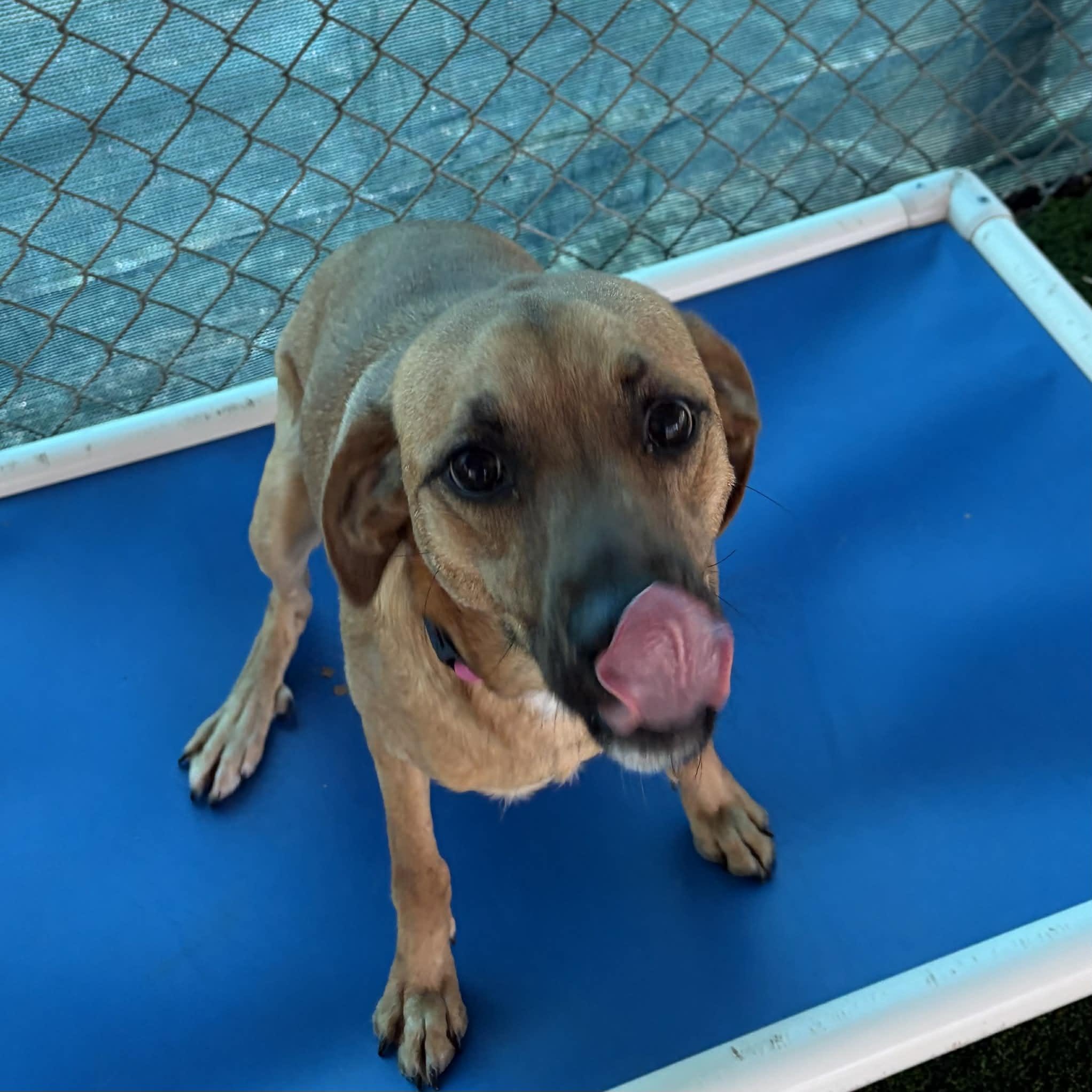 Enlarge Harper, a ADOPTABLE Mixed Breed in Sunderland, MD image 4/5