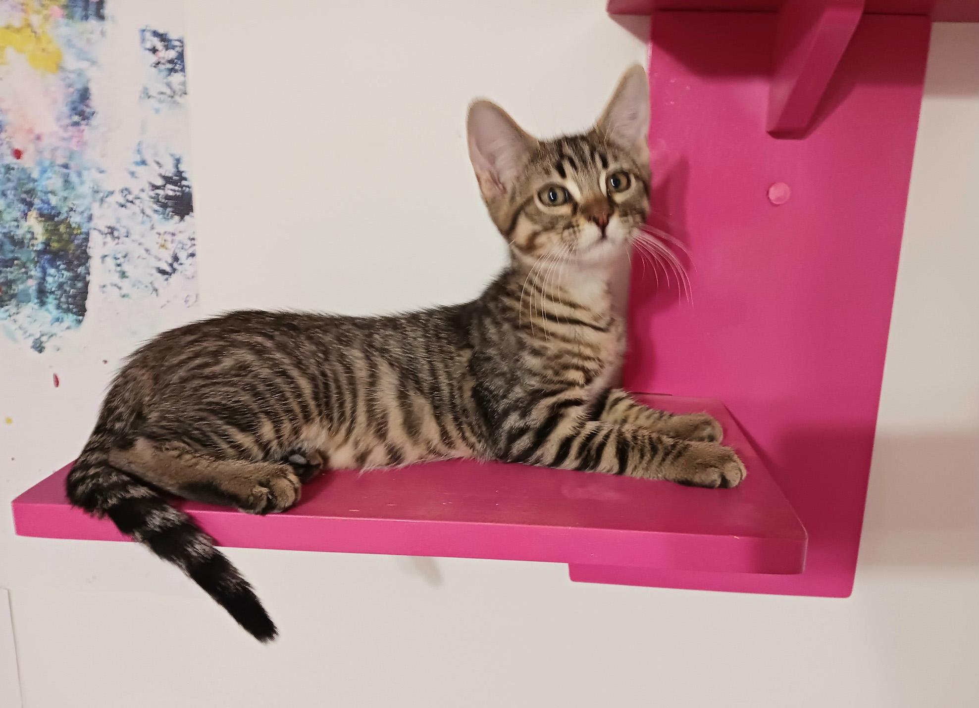 Eric, Baby Male Bengal