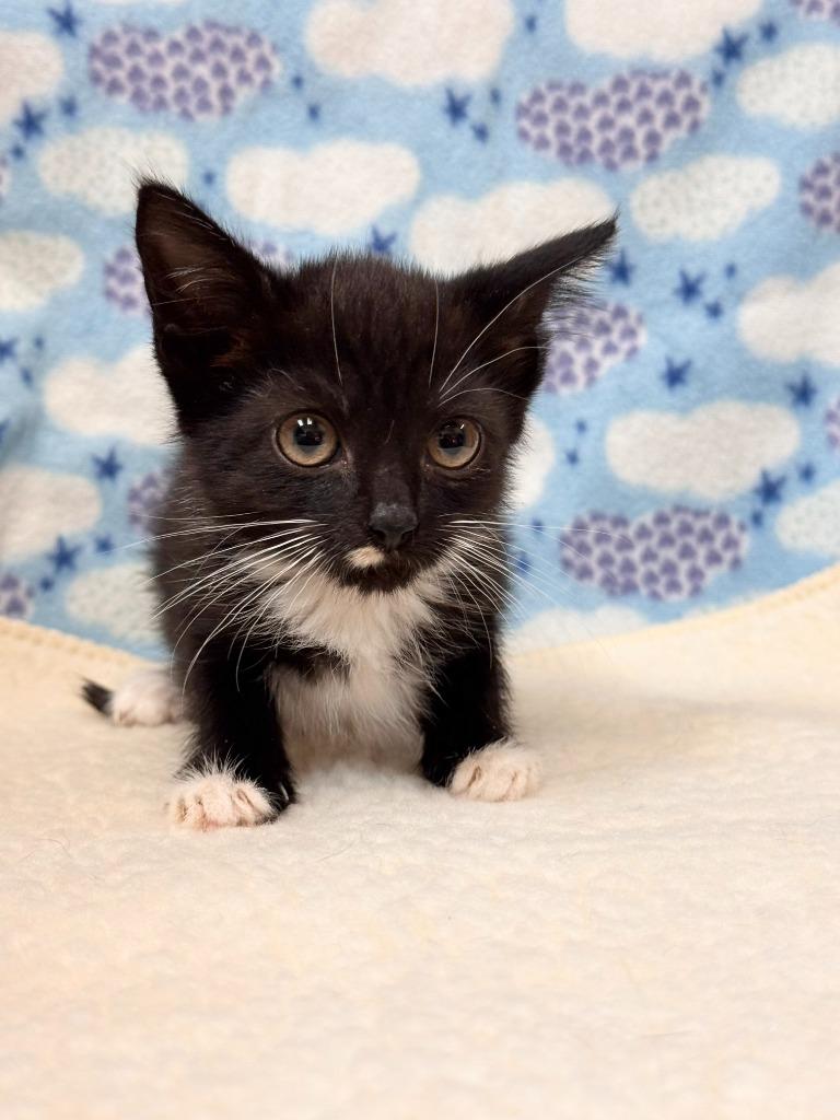 Enlarge Zebra, a Adoptable mixed breed in Clinton, SC image 2/2