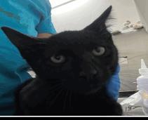 Mark, Adoptable, Kitten Male Domestic Short Hair & Domestic Short Hair.