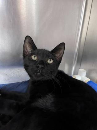 Mark, a Adoptable mixed breed in Largo, FL image 2/2
