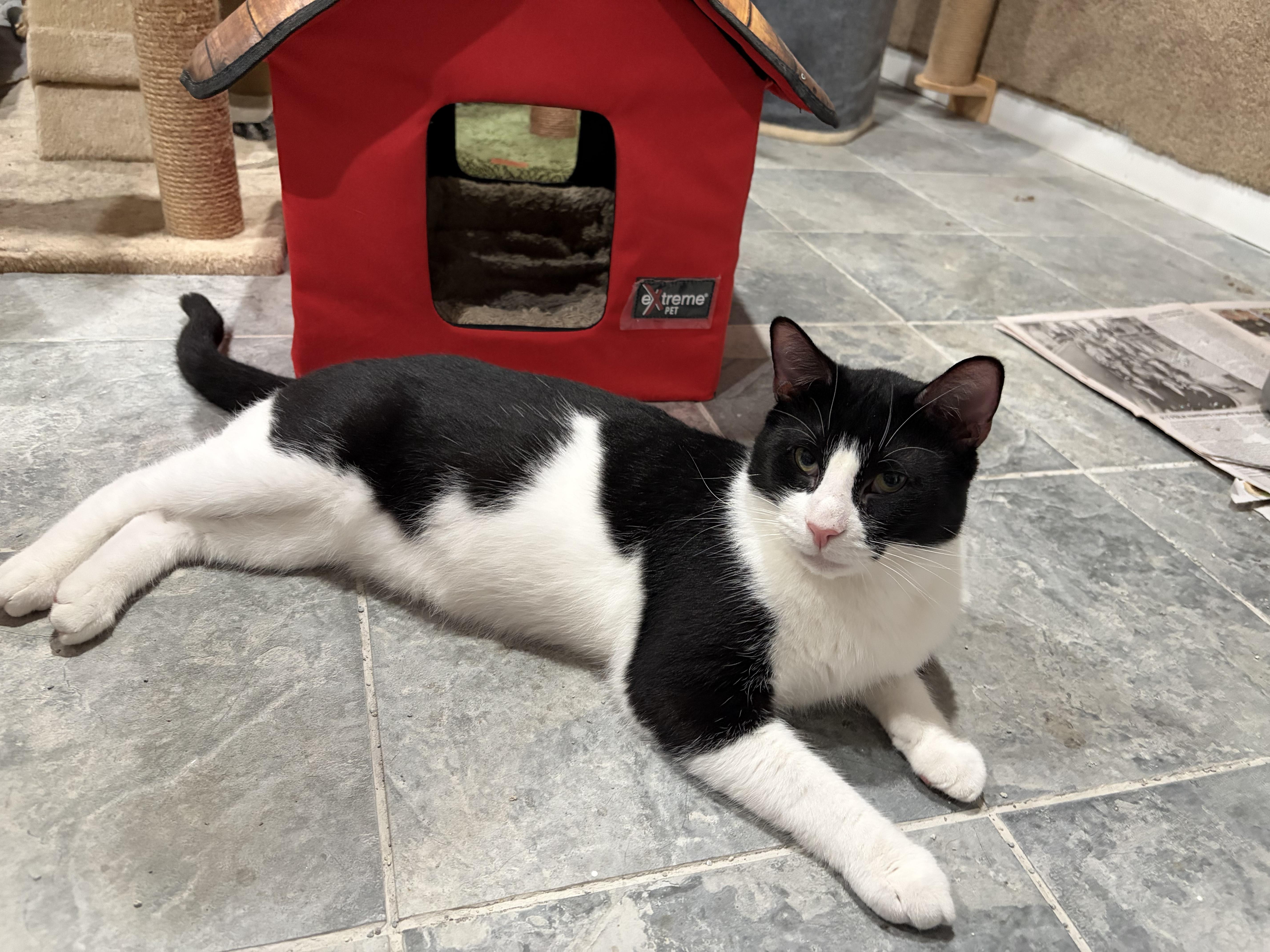 Enlarge Jessie, a Adopted Domestic Short Hair in North Huntingdon, PA image 5/6