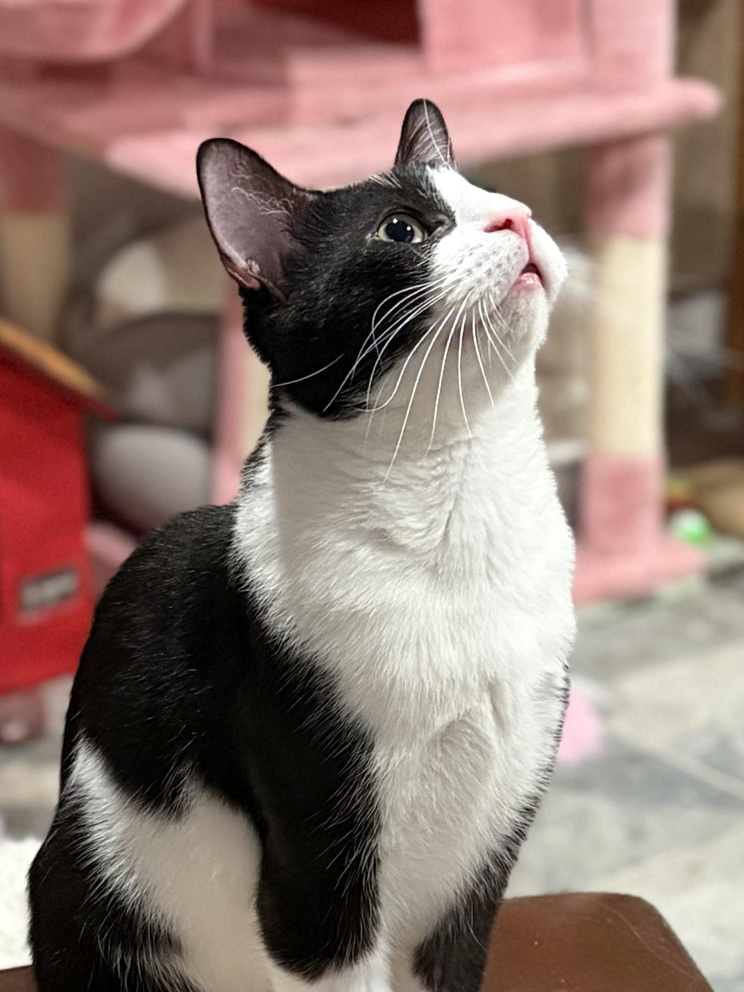 Enlarge Jessie, a Adopted Domestic Short Hair in North Huntingdon, PA image 1/6