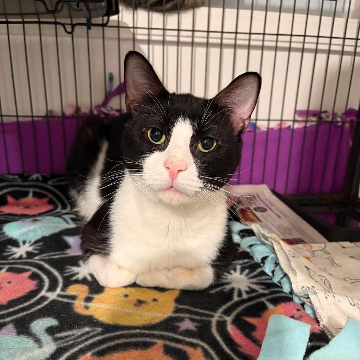 Enlarge Jessie, a Adopted Domestic Short Hair in North Huntingdon, PA image 3/6