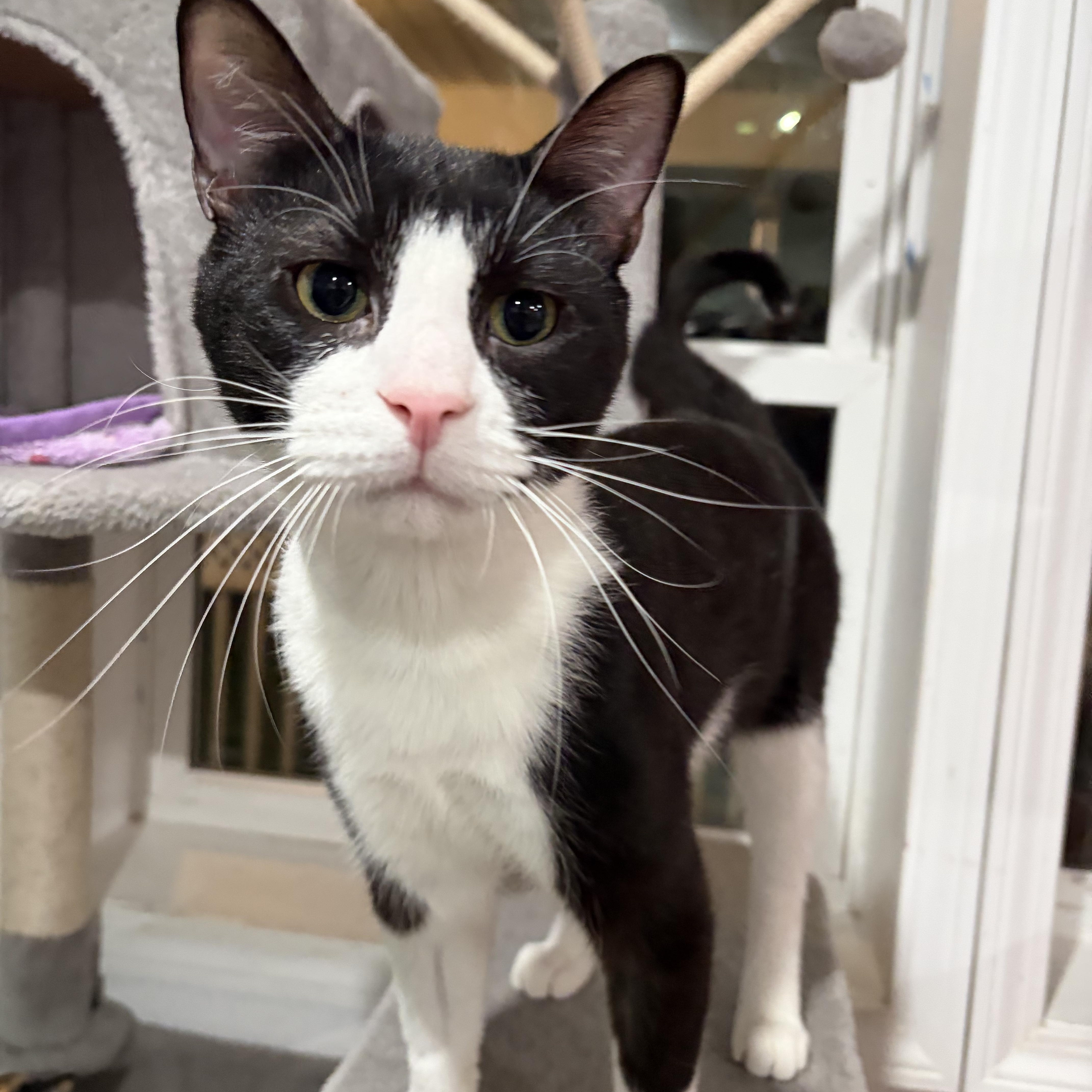Enlarge Jessie, a Adopted Domestic Short Hair in North Huntingdon, PA image 2/6