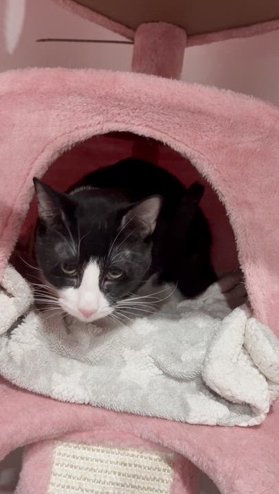 Enlarge Jessie, a Adopted Domestic Short Hair in North Huntingdon, PA video 4/6