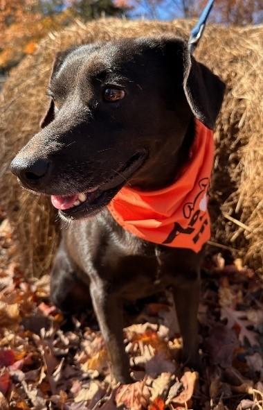 Enlarge Nala, a ADOPTABLE mixed breed in Clarksville, VA image 1/1