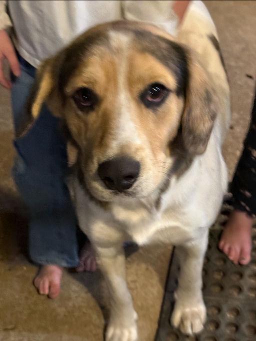 Thunder, Adoptable, Young Male Beagle.