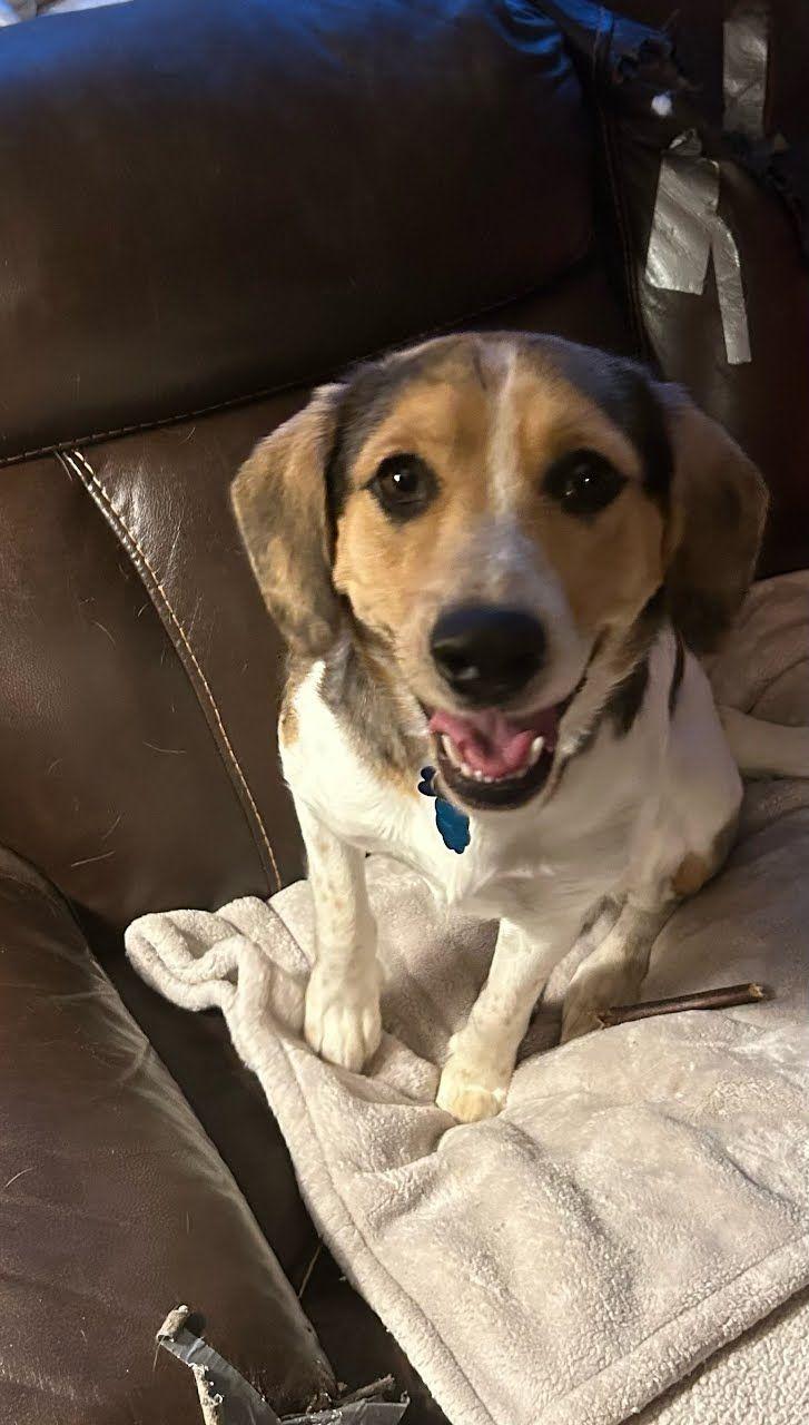 Thunder, Adoptable, Young Male Beagle.