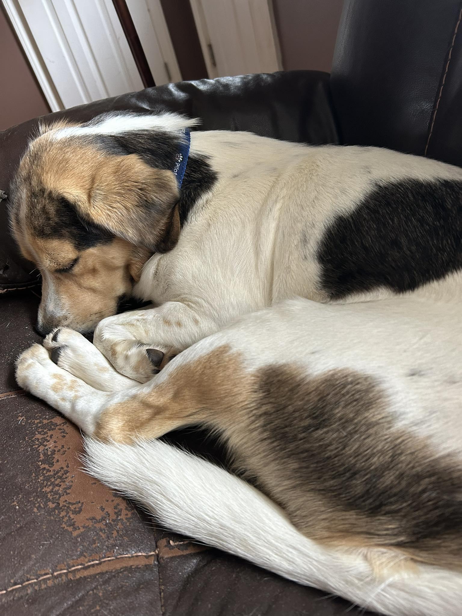 Enlarge Thunder, a Adoptable mixed breed in TULSA, OK image 2/6