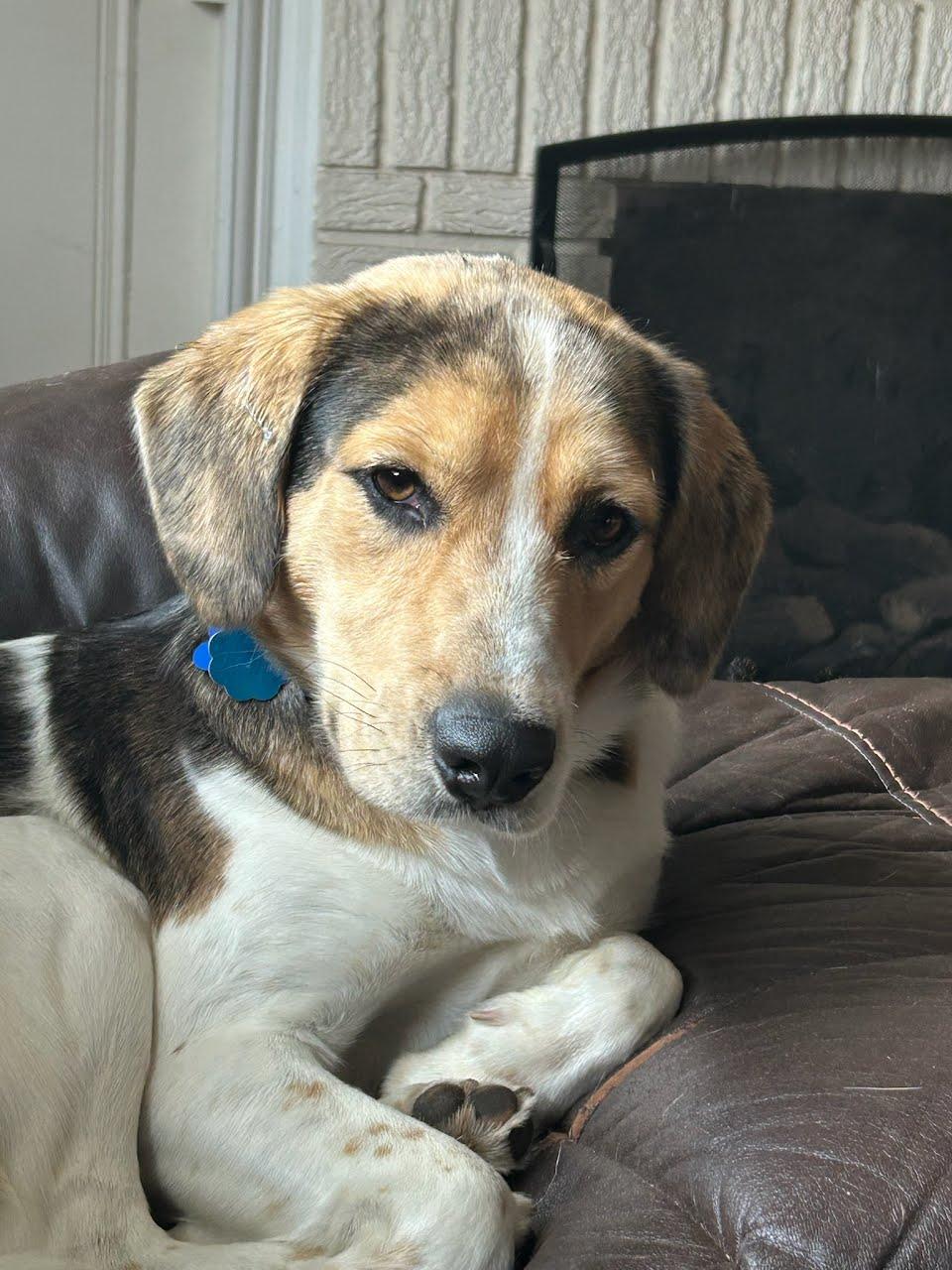 Enlarge Thunder, a Adoptable mixed breed in TULSA, OK image 6/6