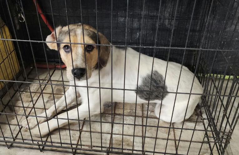Enlarge Thunder, a Adoptable mixed breed in TULSA, OK image 3/6