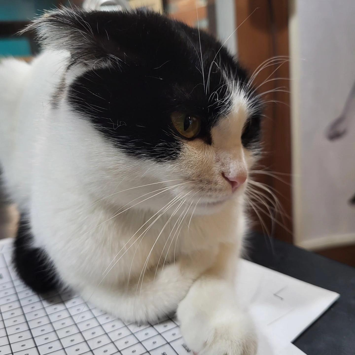 Enlarge Jasmine, a Adoptable mixed breed in Chicago, IL image 3/6