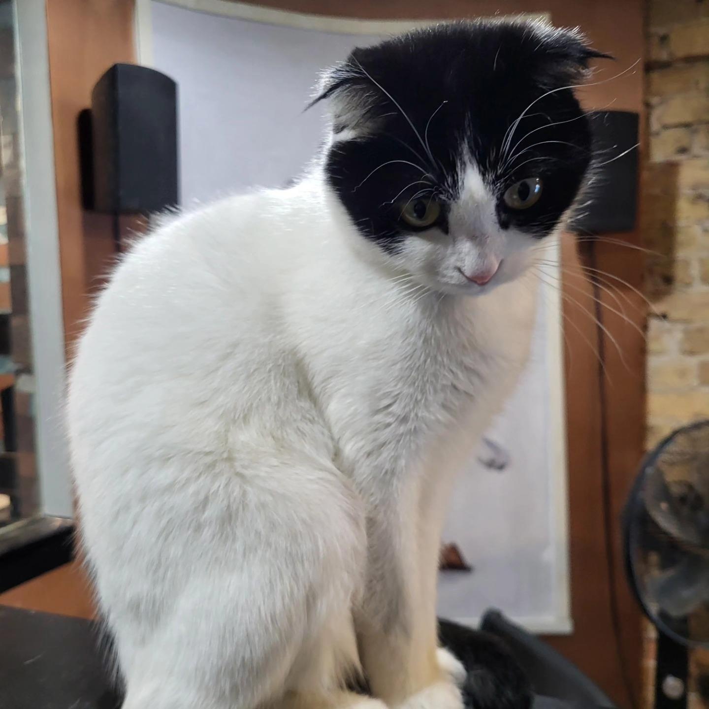 Enlarge Jasmine, a Adoptable mixed breed in Chicago, IL image 2/6