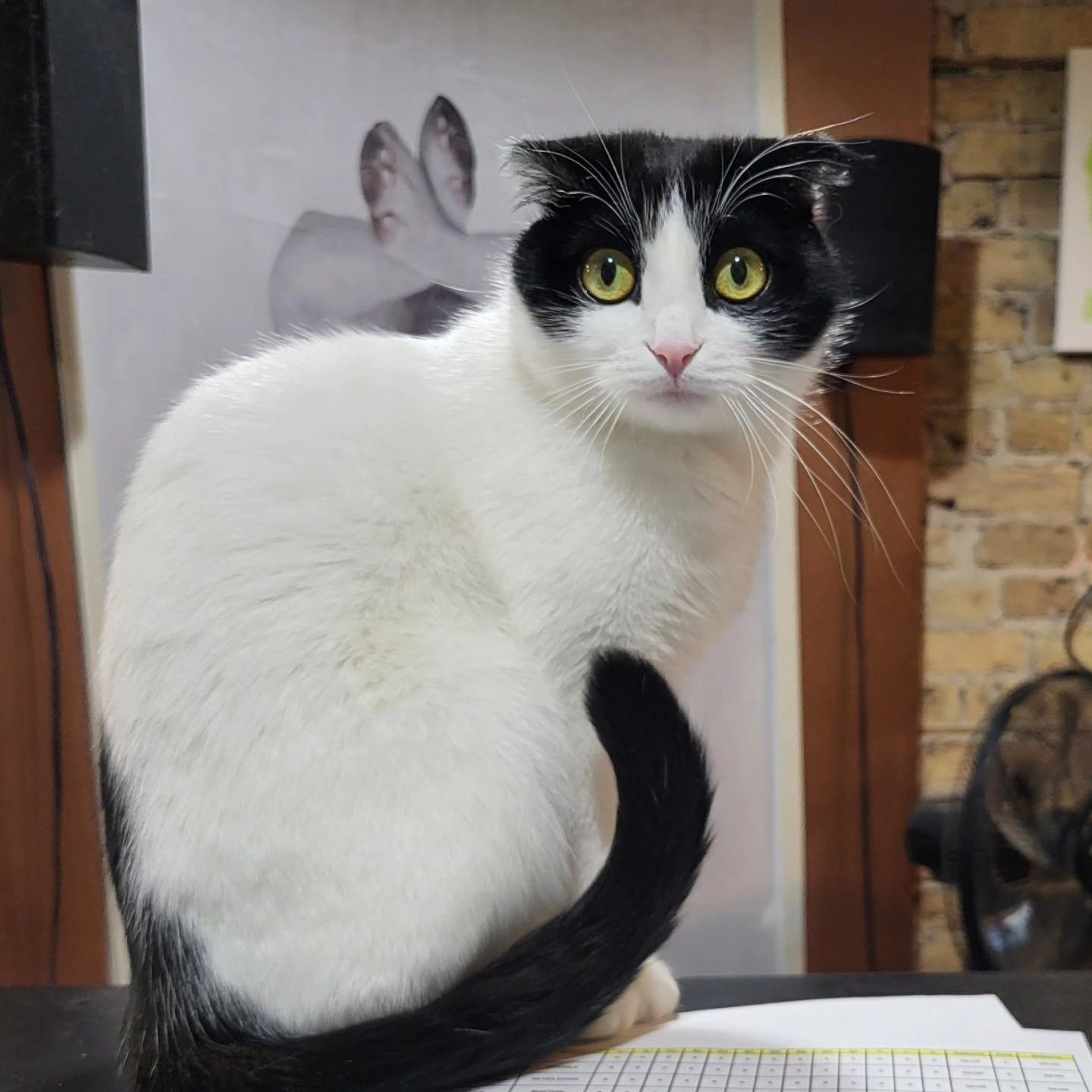 Enlarge Jasmine, a Adoptable mixed breed in Chicago, IL image 1/6