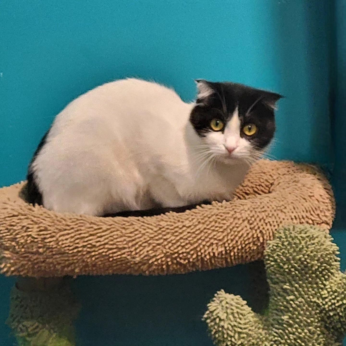 Enlarge Jasmine, a Adoptable mixed breed in Chicago, IL image 4/6