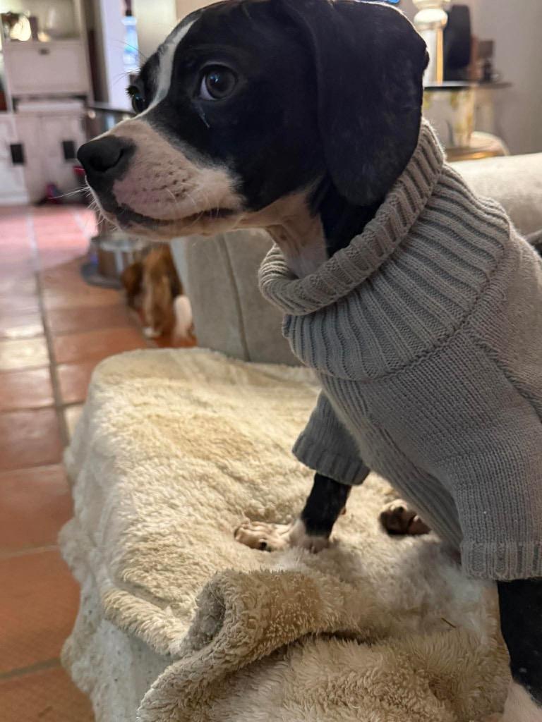 Duke, Adoptable, Puppy Male Beagle & Basset Hound.