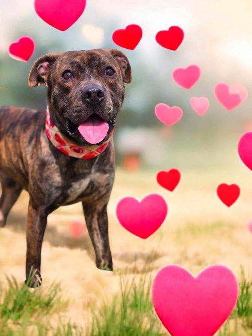 Valor, a Adoptable mixed breed in Winter Springs, FL image 1/6