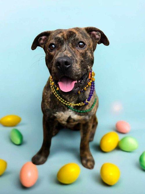 Valor, a Adoptable mixed breed in Winter Springs, FL image 4/6