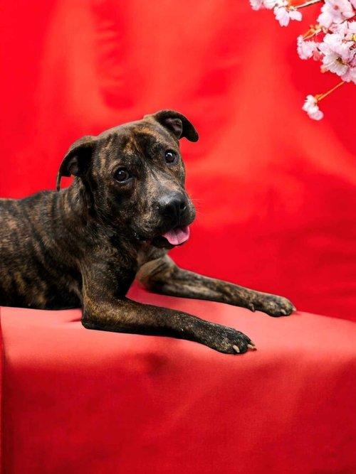 Valor, a Adoptable mixed breed in Winter Springs, FL image 5/6