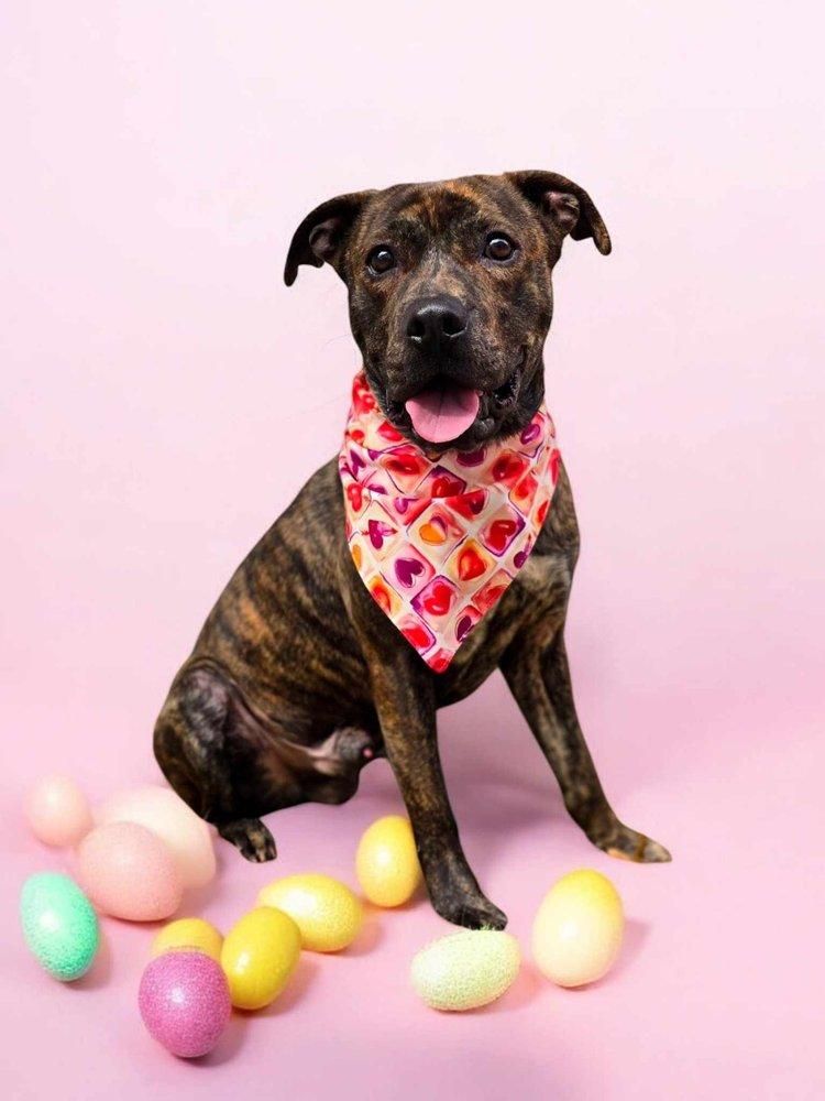 Valor, a Adoptable mixed breed in Winter Springs, FL image 6/6