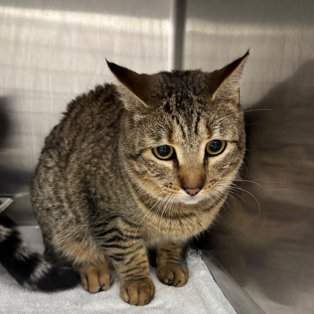 Enlarge Fred (Pounce), a Adoptable Domestic Short Hair in Ballston Spa, NY image 1/1