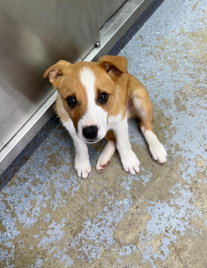 Enlarge Finny, a Adoptable mixed breed in Lagrange, IN image 1/2