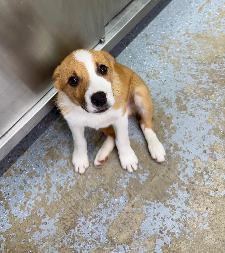 Enlarge Finny, a Adoptable mixed breed in Lagrange, IN image 2/2