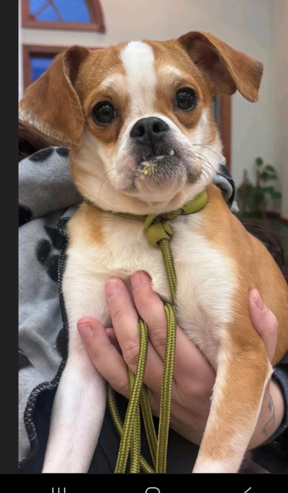 Enlarge Rubble, a ADOPTABLE Puggle in Hamburg, NY image 3/6