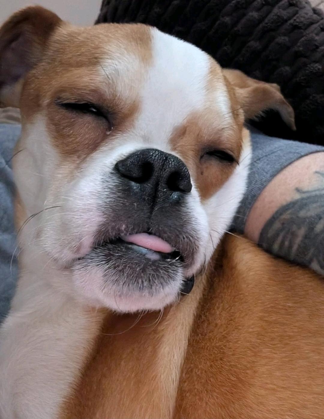 Enlarge Rubble, a ADOPTABLE Puggle in Hamburg, NY image 6/6