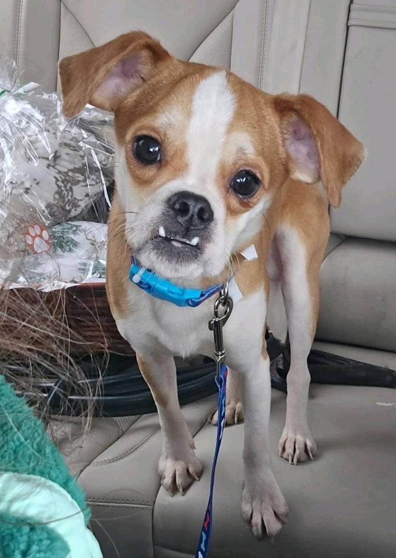 Rubble-Puggle (pug/beagle), ADOPTABLE, Young Male Puggle & Beagle.