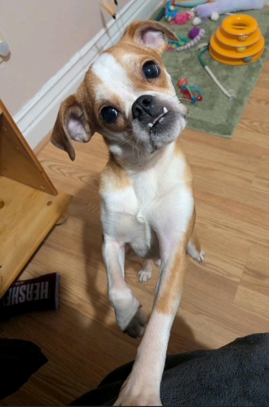 Enlarge Rubble, a ADOPTABLE Puggle in Hamburg, NY image 5/6