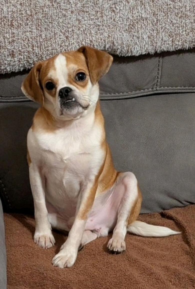 Enlarge Rubble-Puggle (pug/beagle), a ADOPTABLE mixed breed in Hamburg, NY image 6/6