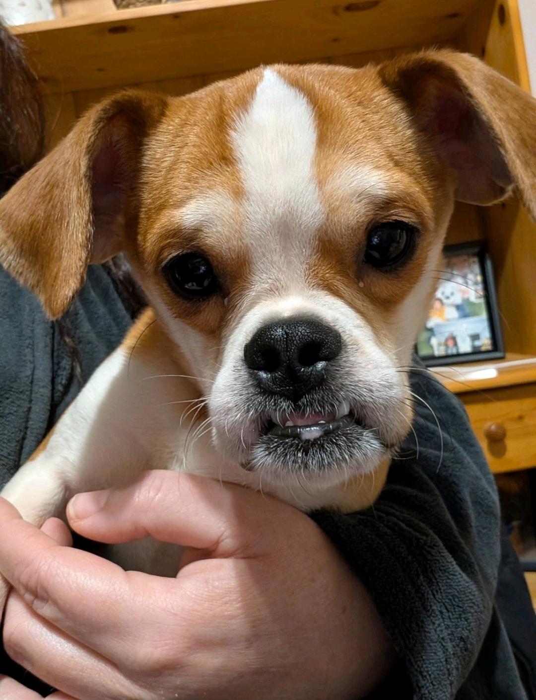 Enlarge Rubble, a ADOPTABLE Puggle in Hamburg, NY image 1/6