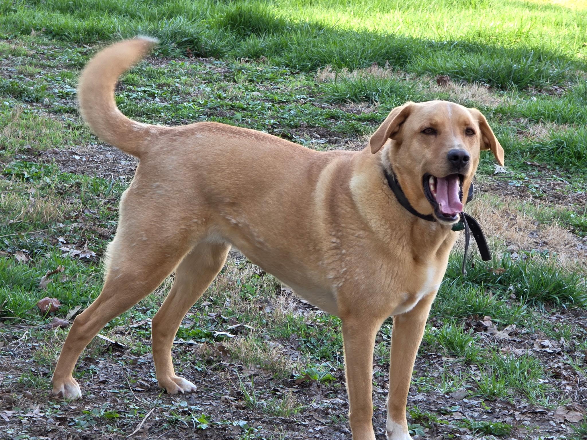 Enlarge Marley, a ADOPTABLE mixed breed in Hartford, KY image 3/3