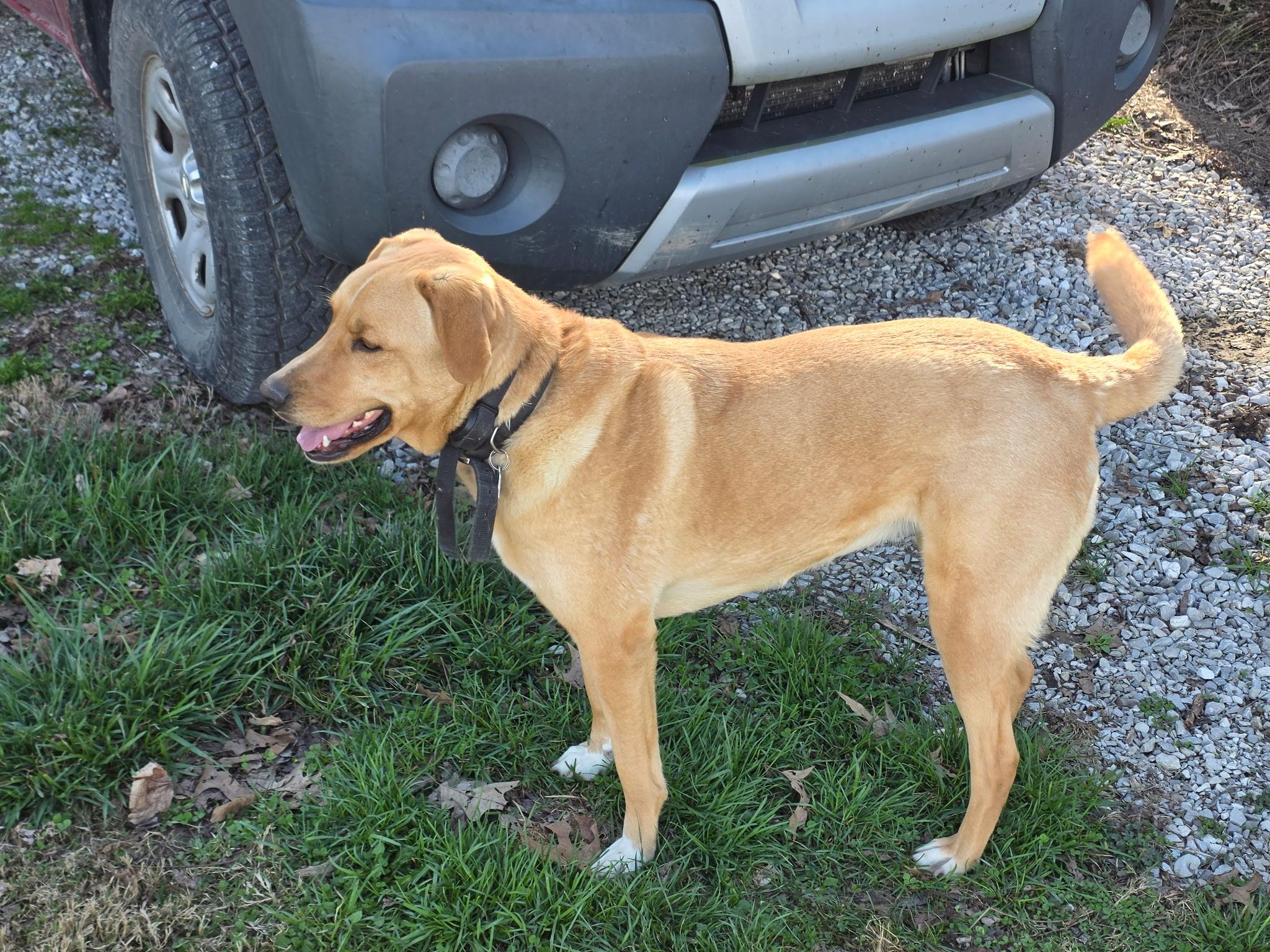Enlarge Marley, a ADOPTABLE mixed breed in Hartford, KY image 2/3