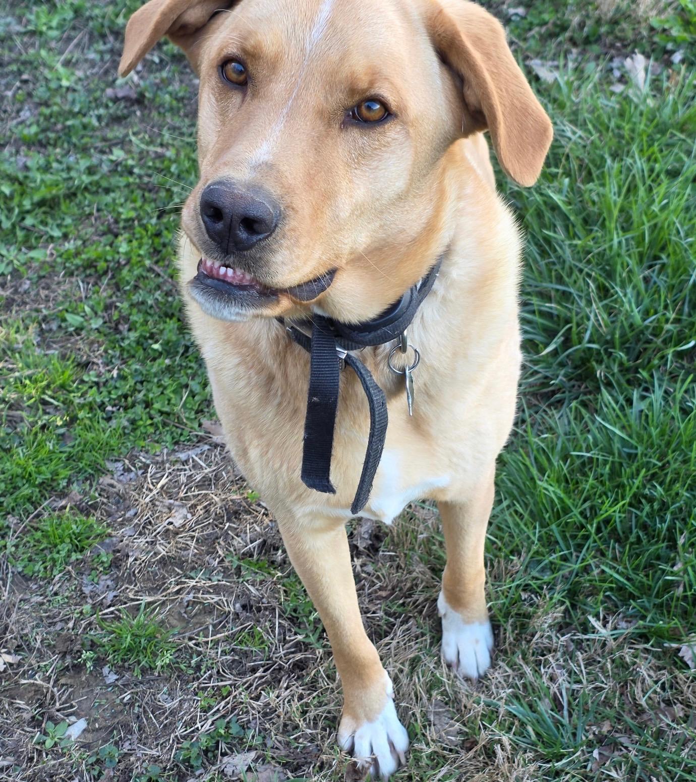 Enlarge Marley, a ADOPTABLE mixed breed in Hartford, KY image 1/3