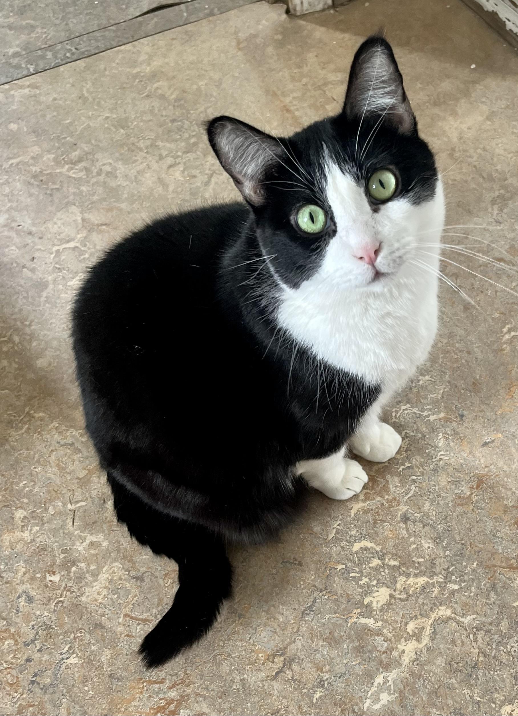 Lilibet, ADOPTABLE, Adult Female Tuxedo.