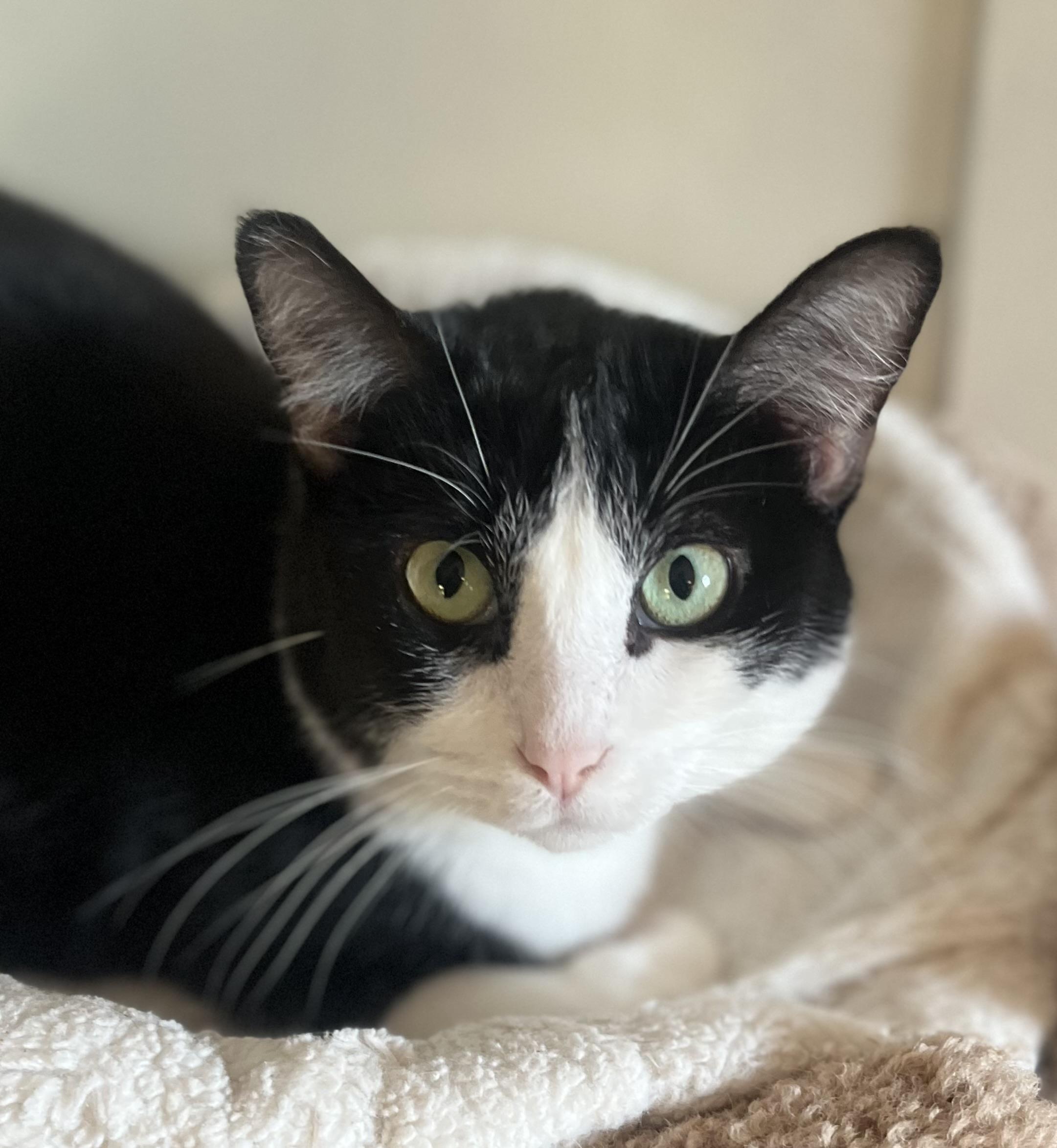 Enlarge Lilibet, a ADOPTABLE Tuxedo in Lancaster, CA image 2/3