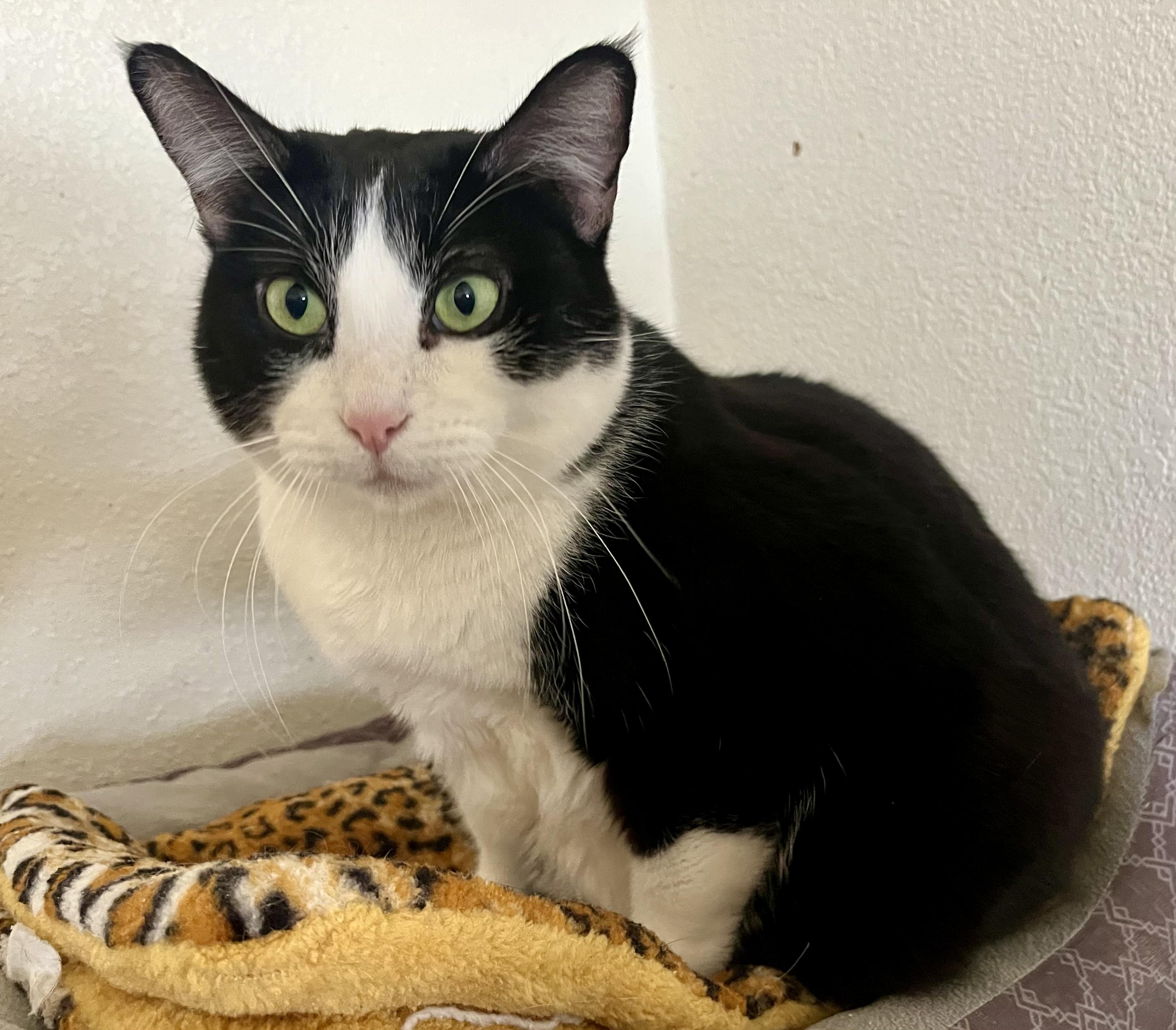 Enlarge Lilibet, a ADOPTABLE Tuxedo in Lancaster, CA image 3/3