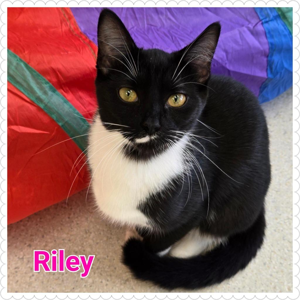 Riley, Adoptable, Young Female Domestic Short Hair.