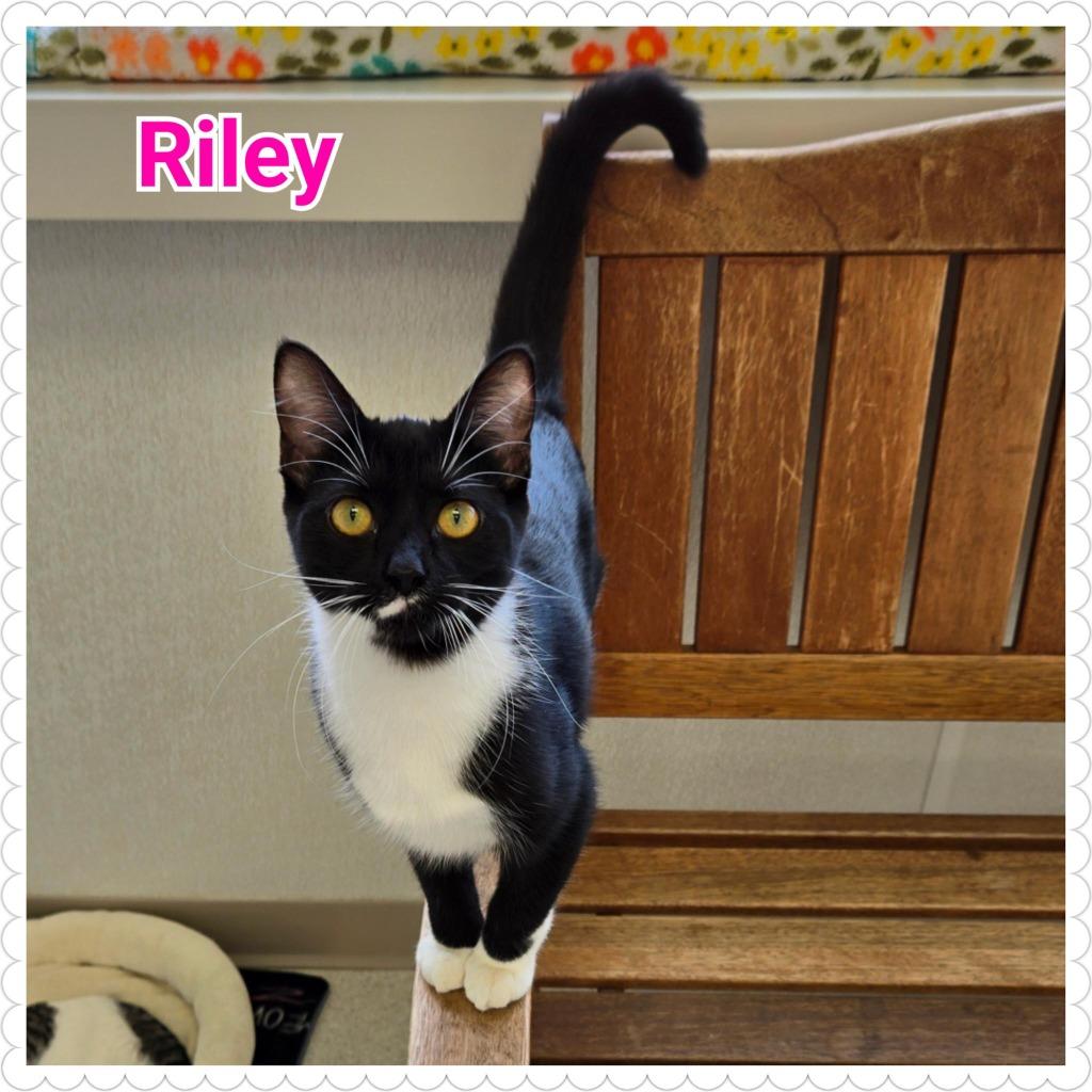 Enlarge Riley, a Adoptable mixed breed in North Saint Paul, MN image 1/5
