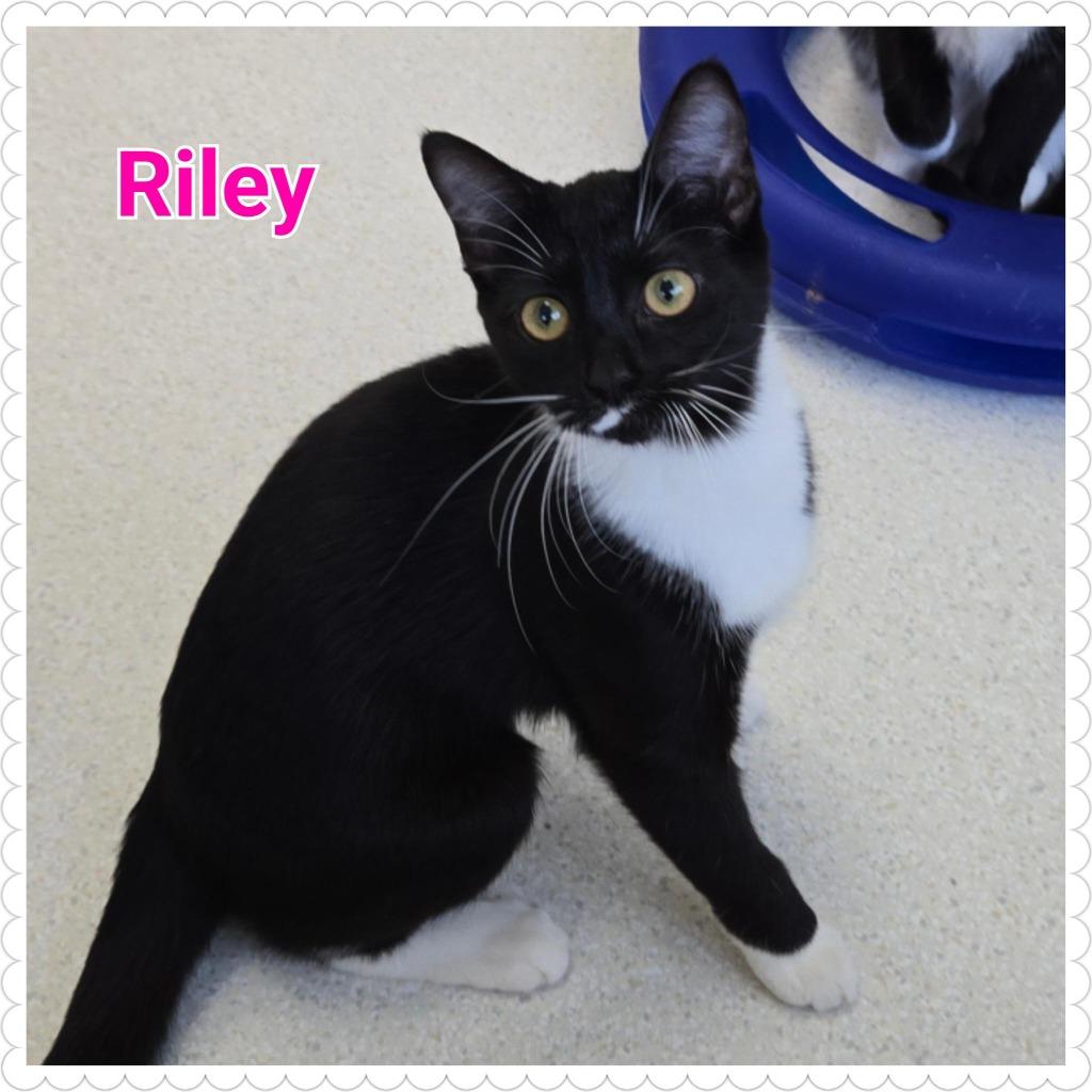Enlarge Riley, a Adoptable mixed breed in North Saint Paul, MN image 2/5