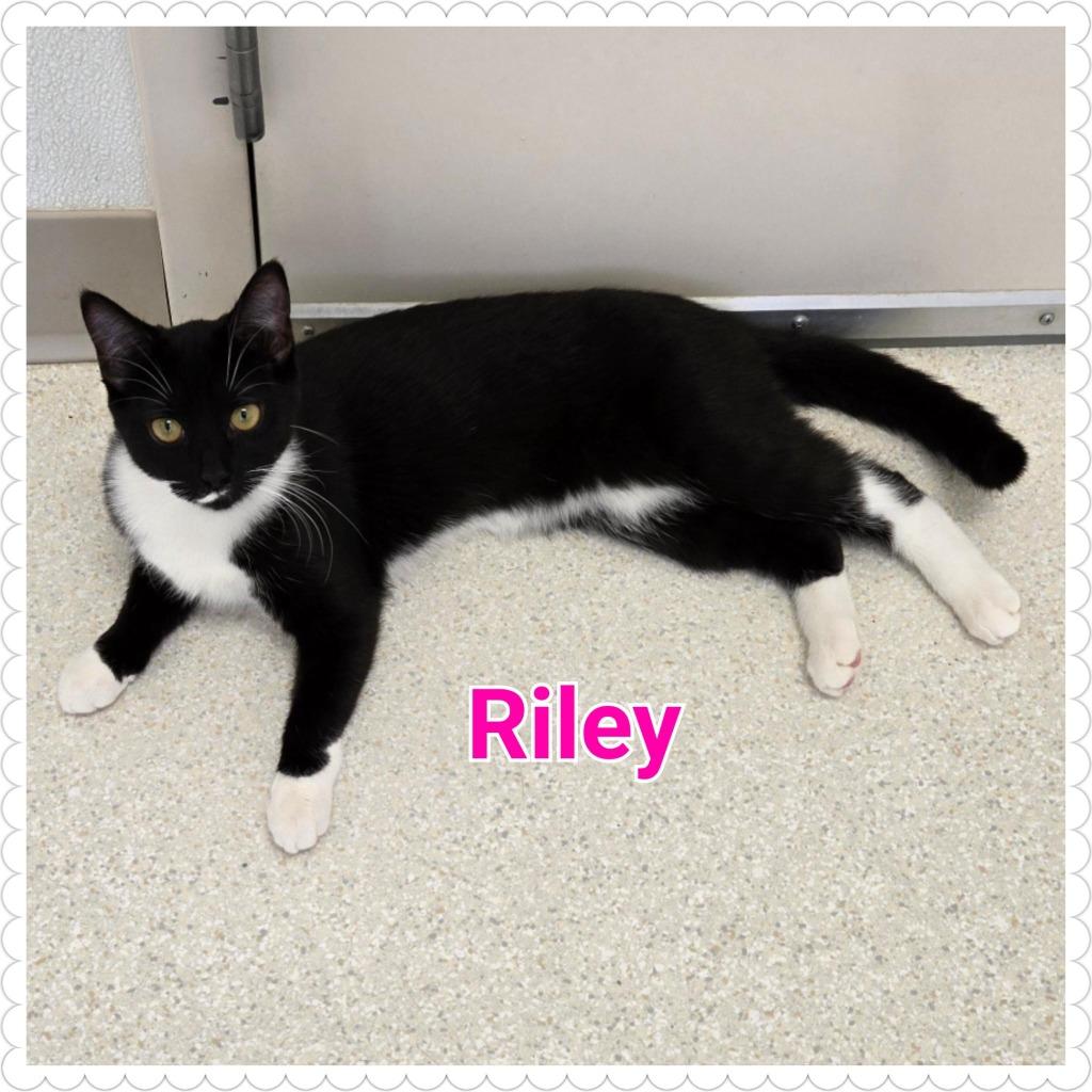 Enlarge Riley, a Adoptable mixed breed in North Saint Paul, MN image 4/5