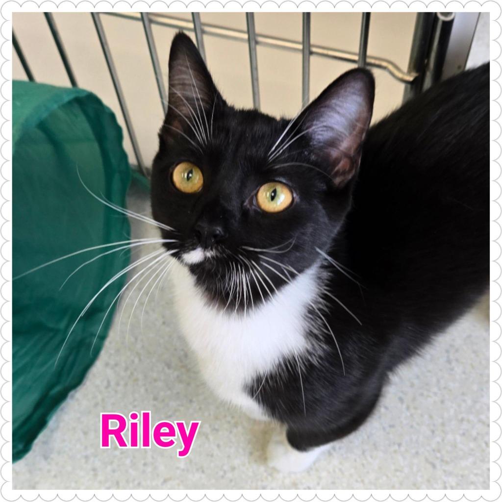 Enlarge Riley, a Adoptable mixed breed in North Saint Paul, MN image 5/5
